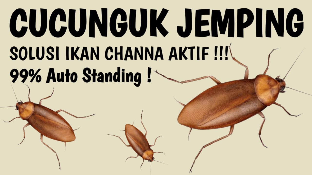 Cucunguk Jemping