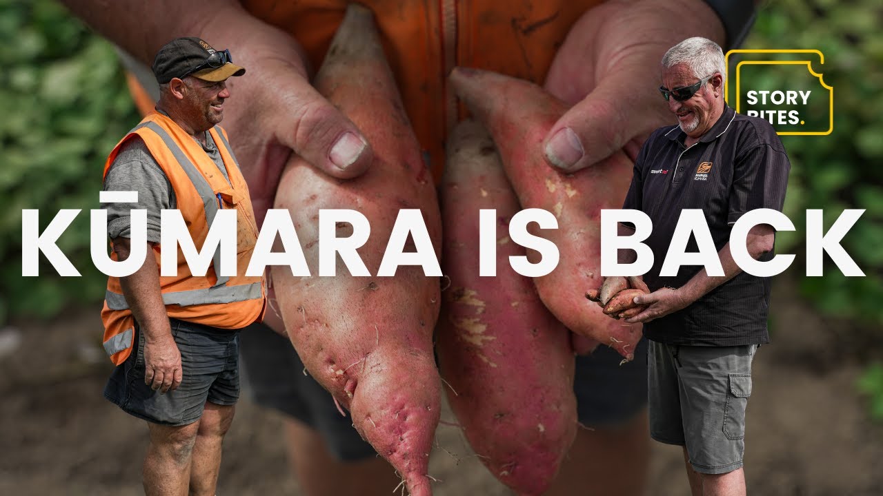 How These NZ Farmers Recovered After Losing 99% Of Sweet Potatoes