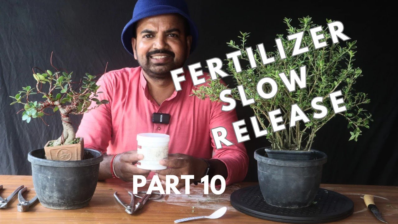 Slow release fertilizer for mame and shohin bonsai .Best fertilizer for bonsai PART 10