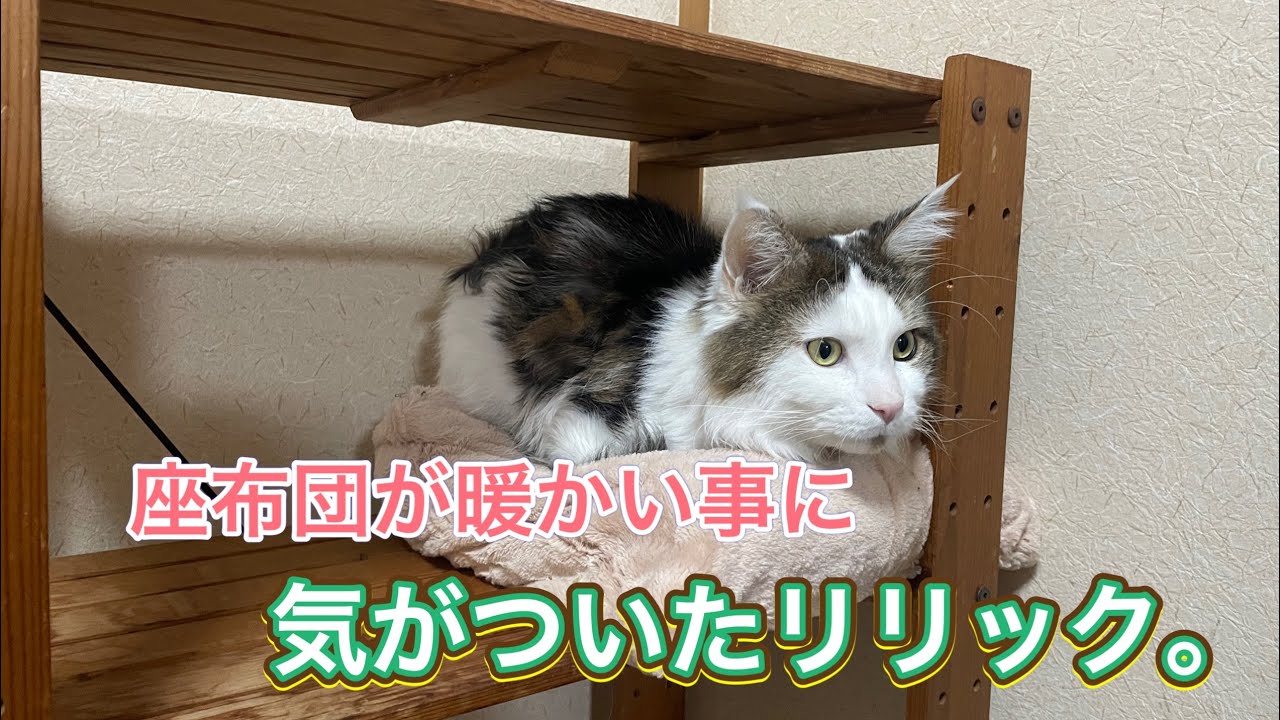 座布団（クッション）で暖をとる猫🐱