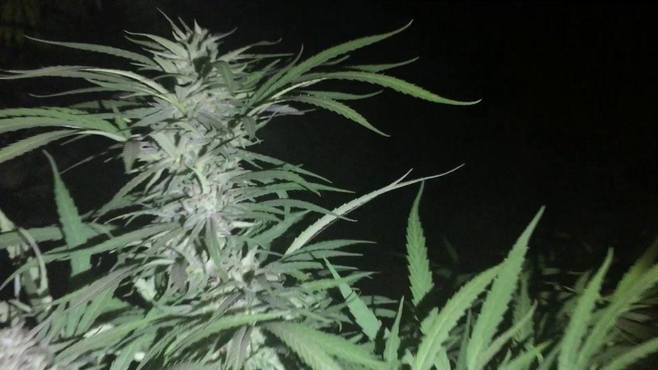 Grapefruit Haze - Super Sour Diesel - Gorilla Glue #4