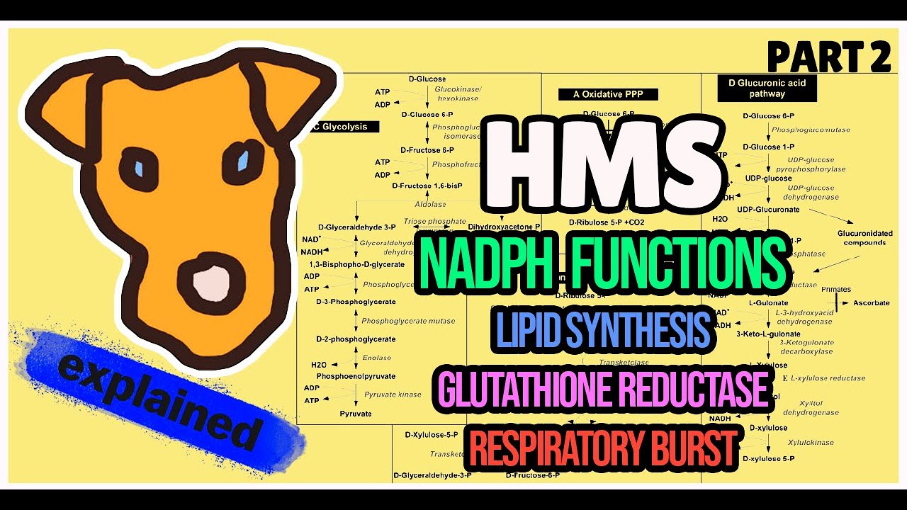 NADPH functions. Lipid synthesis. Glutathione reductase. Respiratory burst.