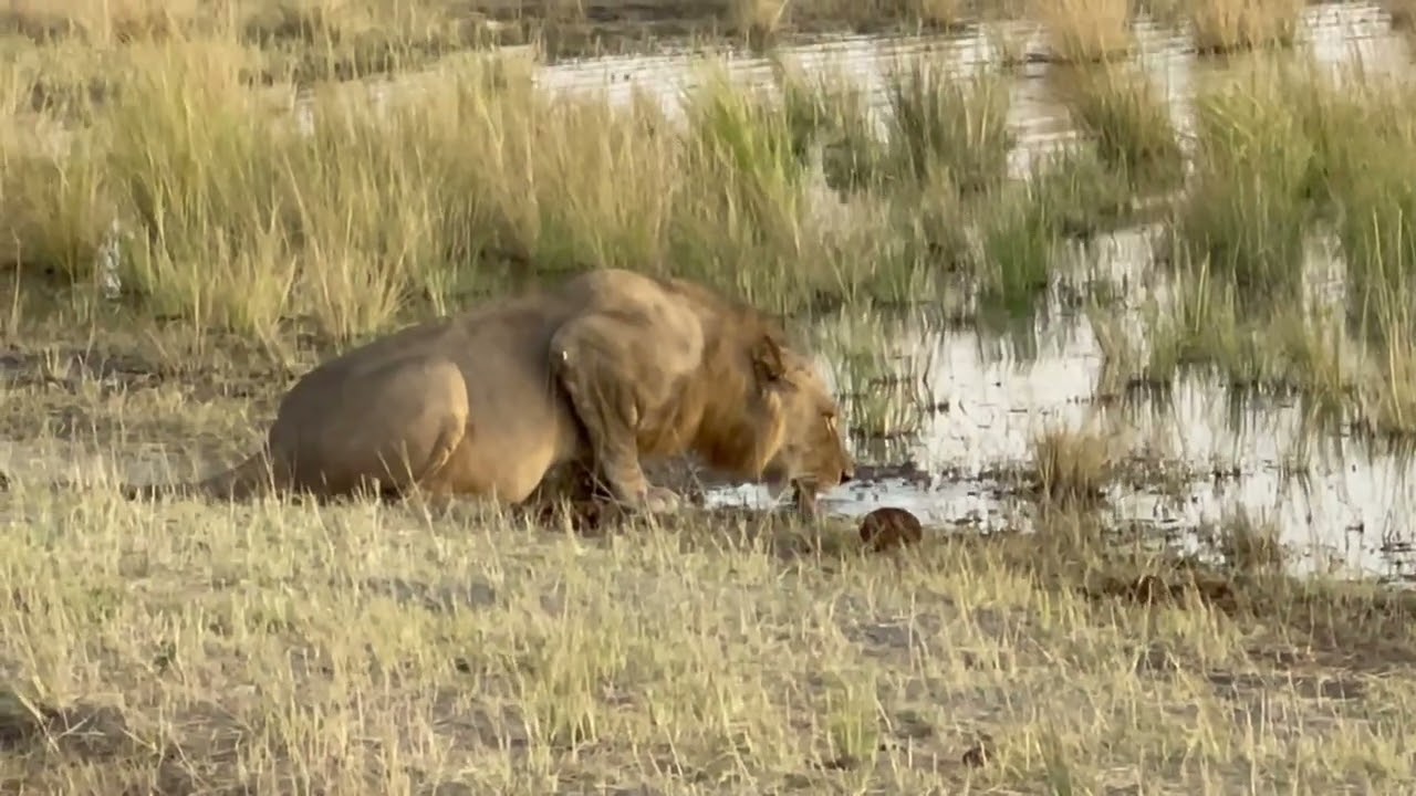 Chobe Game Lodge