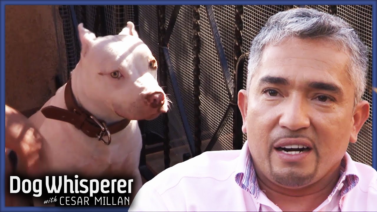 Cesar Shows How To Tame A Biting Pitbull | S4 Ep 32 | Dog Whisperer With Cesar Millan