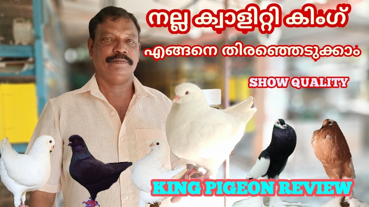 ALL ABOUT KING PIGEONS നല്ല ക്വാളിറ്റി കിങ് പ്രാവുകളെ എങ്ങനെ ഡെവലപ്പ് ചെയ്യാം