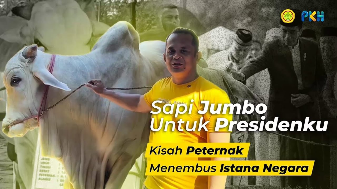 Sapi Jumbo untuk Presidenku