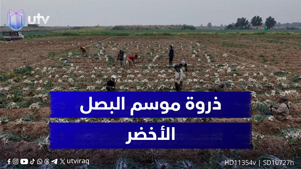 ذروة موسم البصل الأخضر تعيد الحيوية لحقول واسط.. وتراجع الأسعار يحد من المردود الزراعي
