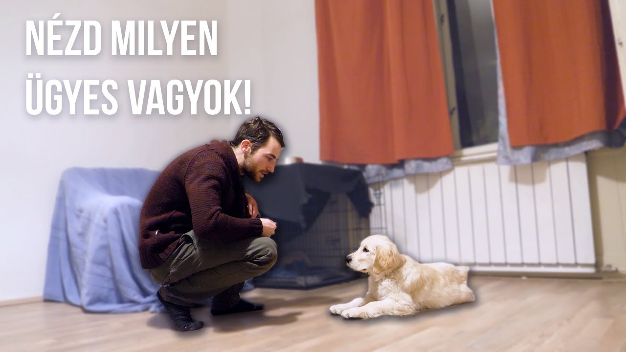 ÚJ TRÜKKÖT TANULTUNK TOBYVAL - Toby VLOG #08