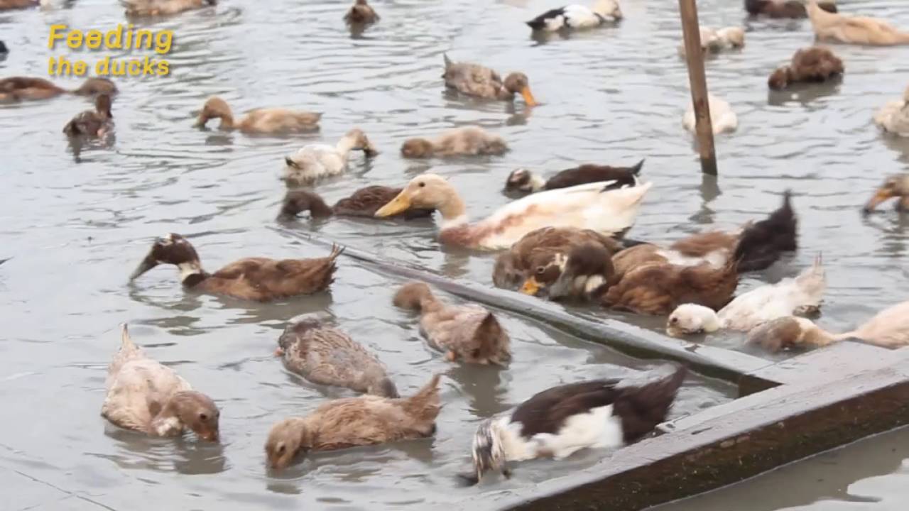 Rice Duck Farming