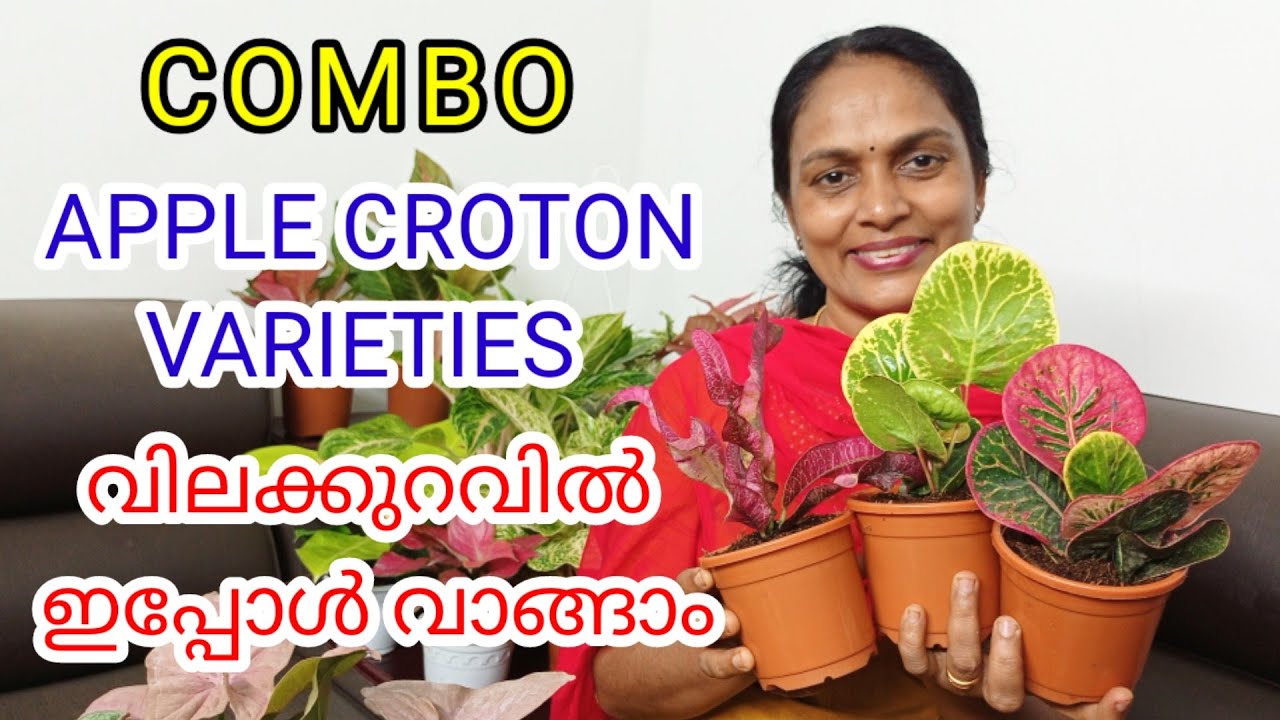 CROTON/APPLE CROTON/AGLONIMA/SYNGONIUM/COMBO OFFER/WHOLE SALE RATE/INDOOR PLANTS/ONLINE SALE