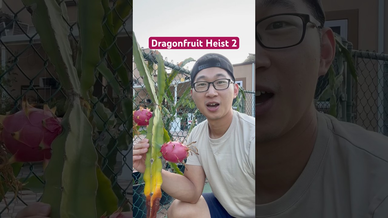 Dragonfruit Bandit вернулся 😈 #dragonfruit