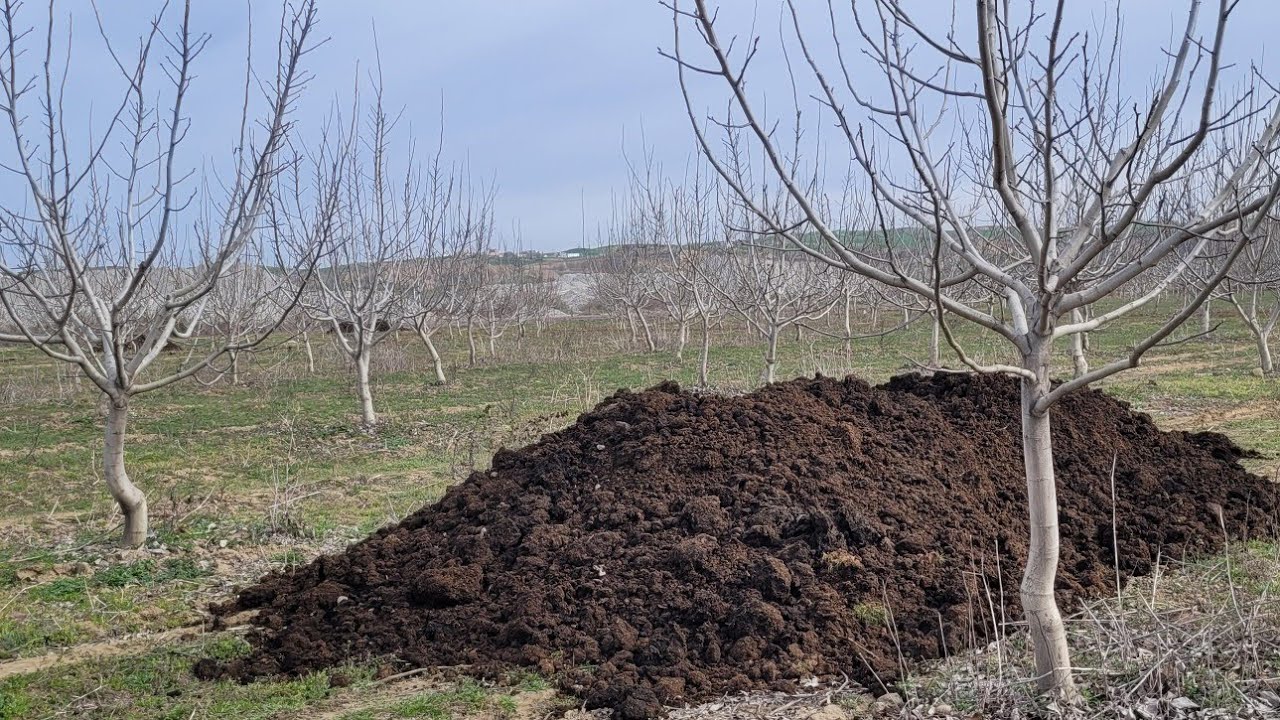 306- Fermente Hayvan Gübresi Uygulaması, Organik Maddeyi Nasıl Artırabiliriz?