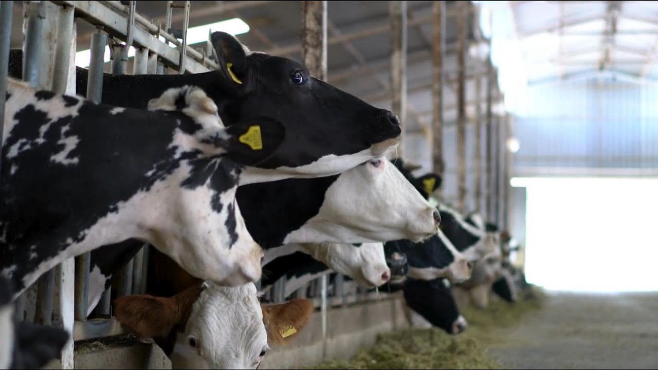 Cómo Hacer un Plan Financiero para tu Finca Desde CERO 🚜💰
