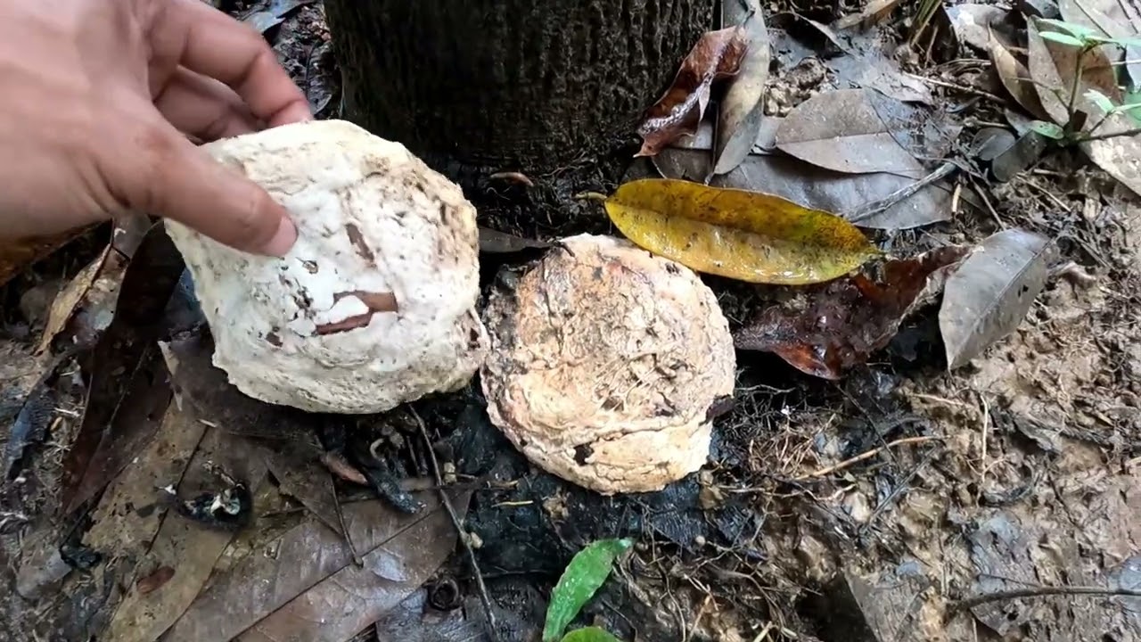 MAGKANO ANG KITAAN SA RUBBER TREE PAANO MAG HARVEST