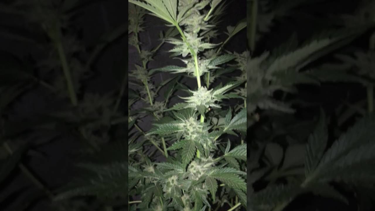 Gsc outdoor grow week 6