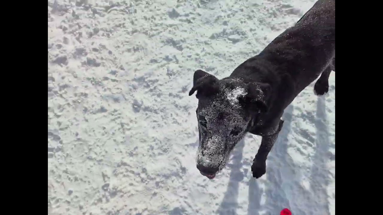 Gonzo Play time Vally Street Dog Park 1/31/2026