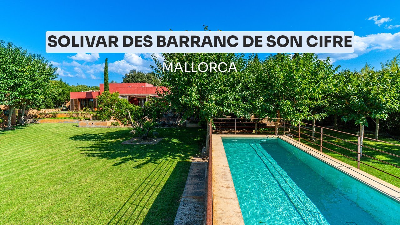 S'olivar des Barranc de son cifre