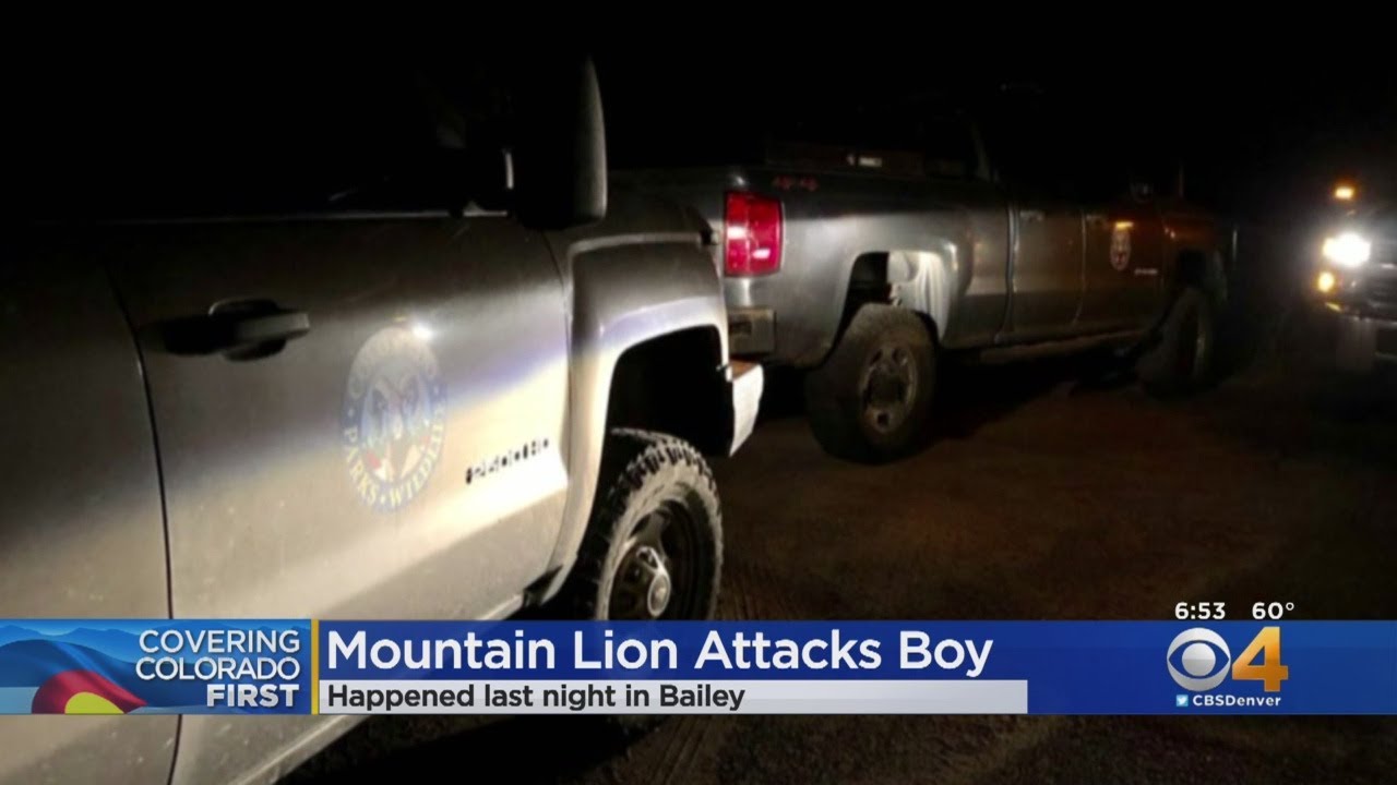 Colorado Mountain Lion Attack: Animal Attacks Bailey Boy