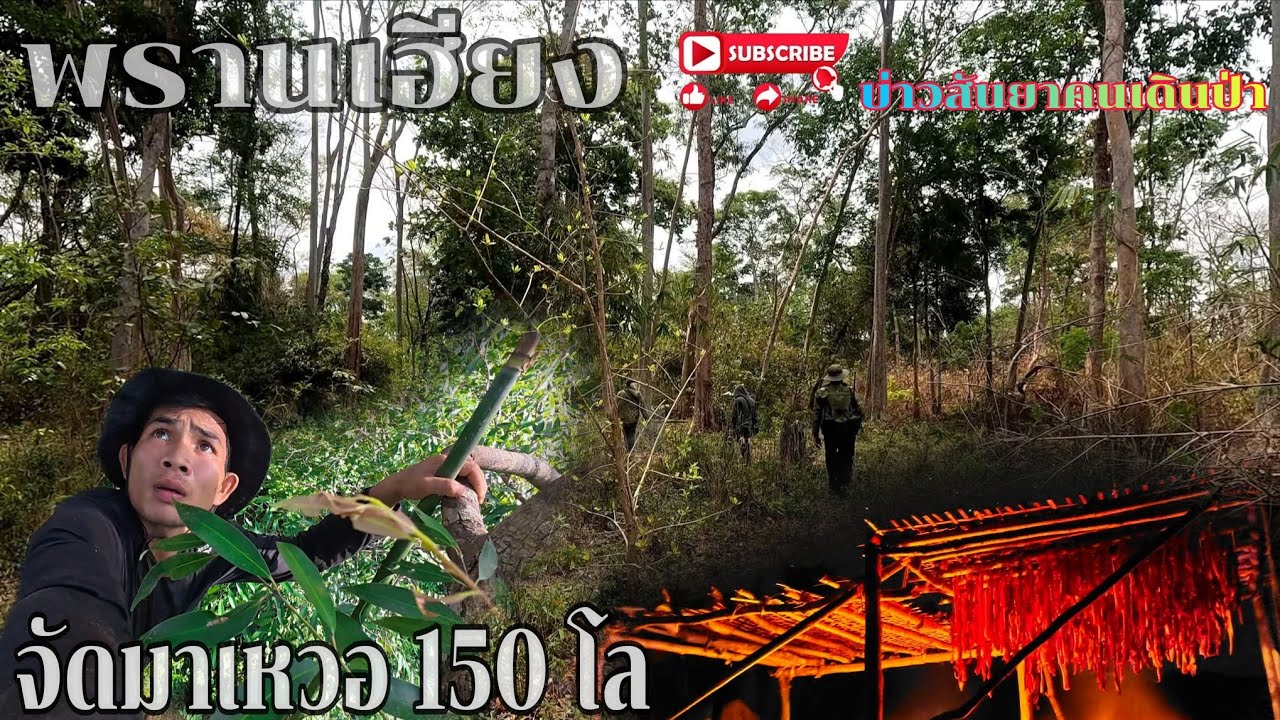 #พรานเฮียงจัดมาเหวอ 150 โล#ພານຮຽງຈັດບັກເວີ150ໂລ