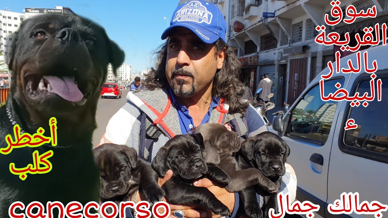 زيارة مفأجاة عند المولوع والبطل جمال واخي درويش مع أحسن واضخم سلالات الكلاب cane corso وأحسن مزارعة🐕