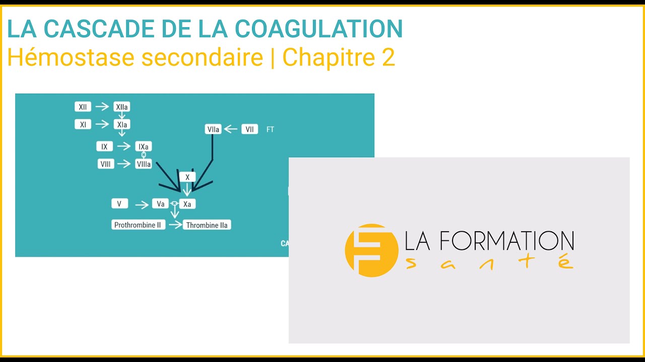 La Cascade de la Coagulation | phase 2 bis