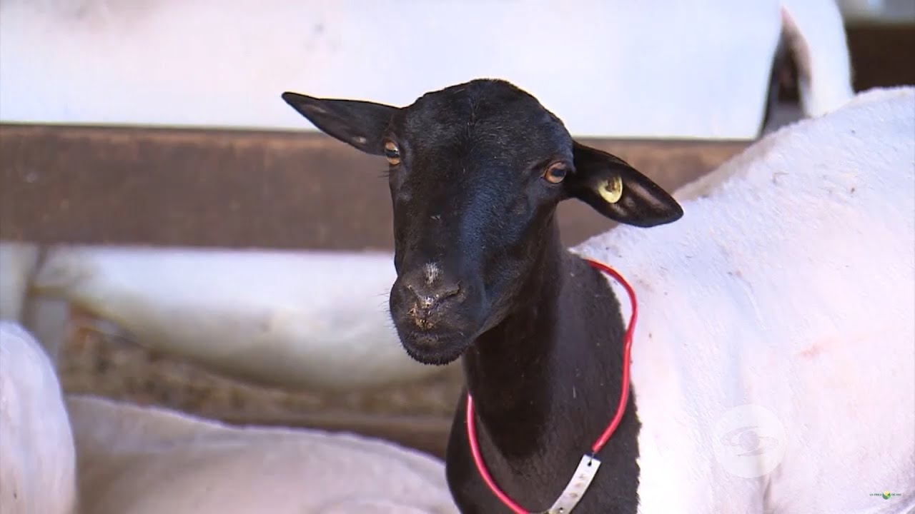 Dorper, una raza ovina con larga y muy rentable vida productiva - La Finca de Hoy