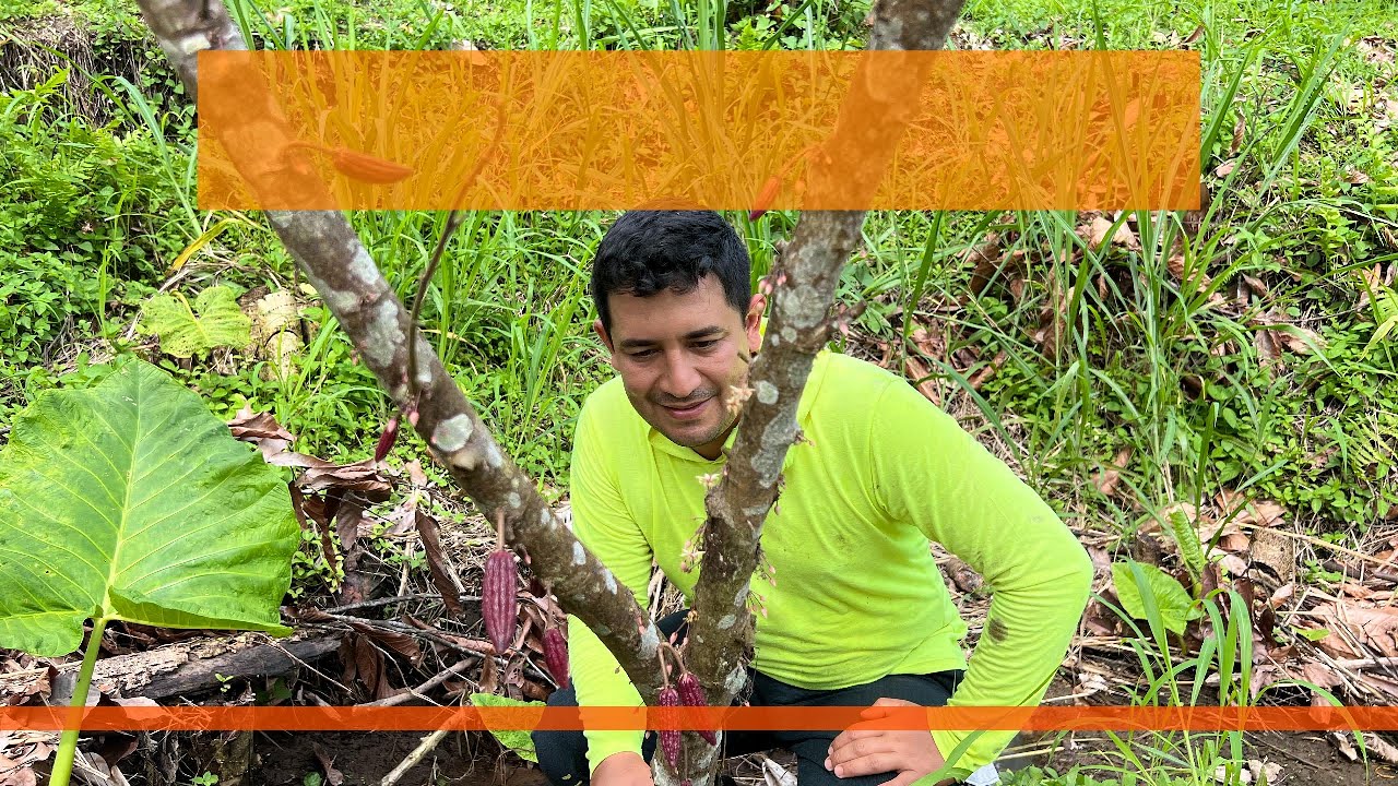 Revisando el cacao #ecuador #manabi #agricultura #cacao #campo
