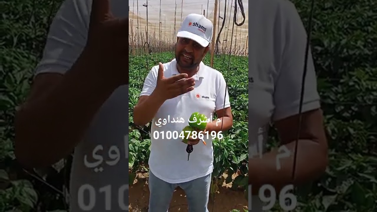التبقع البكتيرى.....يسبب تدهور حاد وخسائر فادحة فى فلفل الألوان.                العاشر