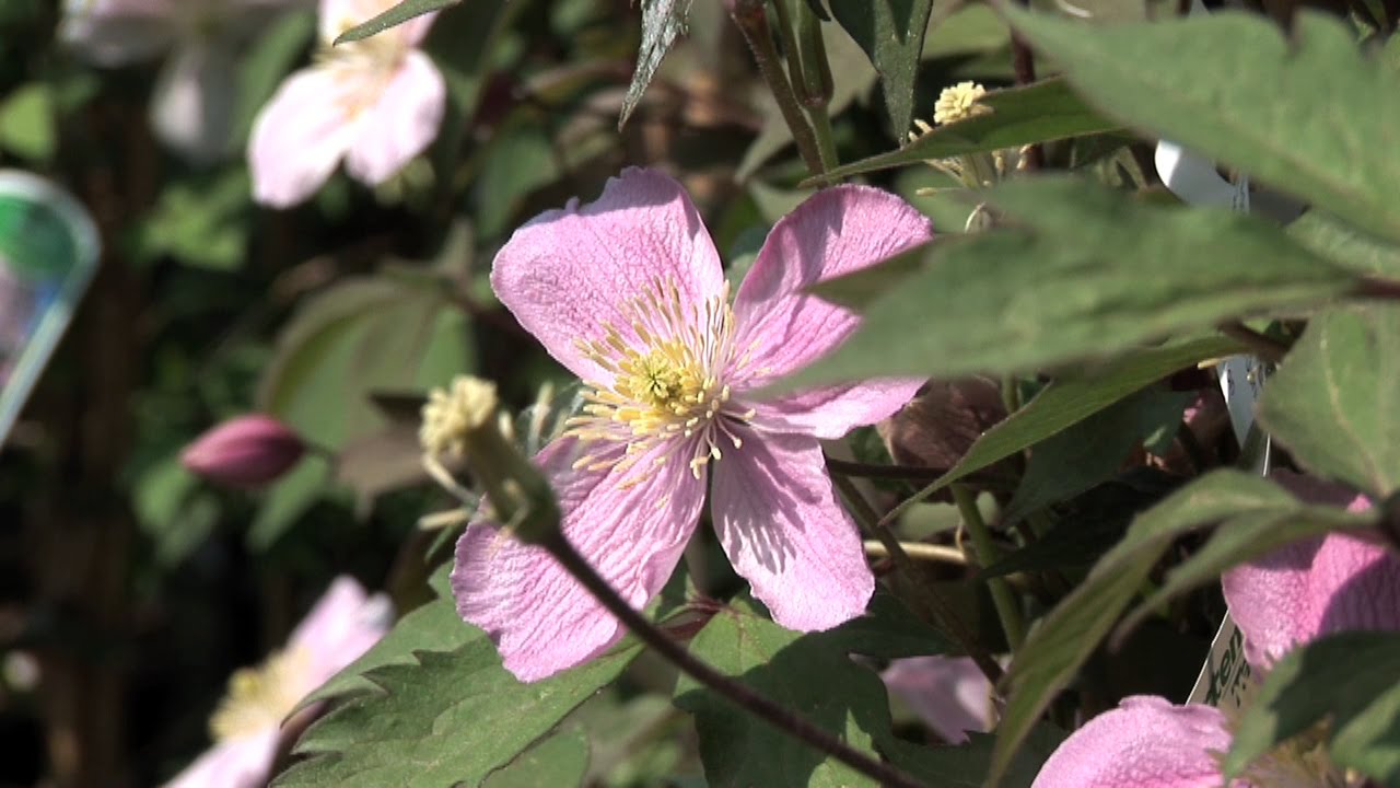 Pflanzanleitung: Clematis - Standort, Zeitpunkt, Pflanzung und Pflege