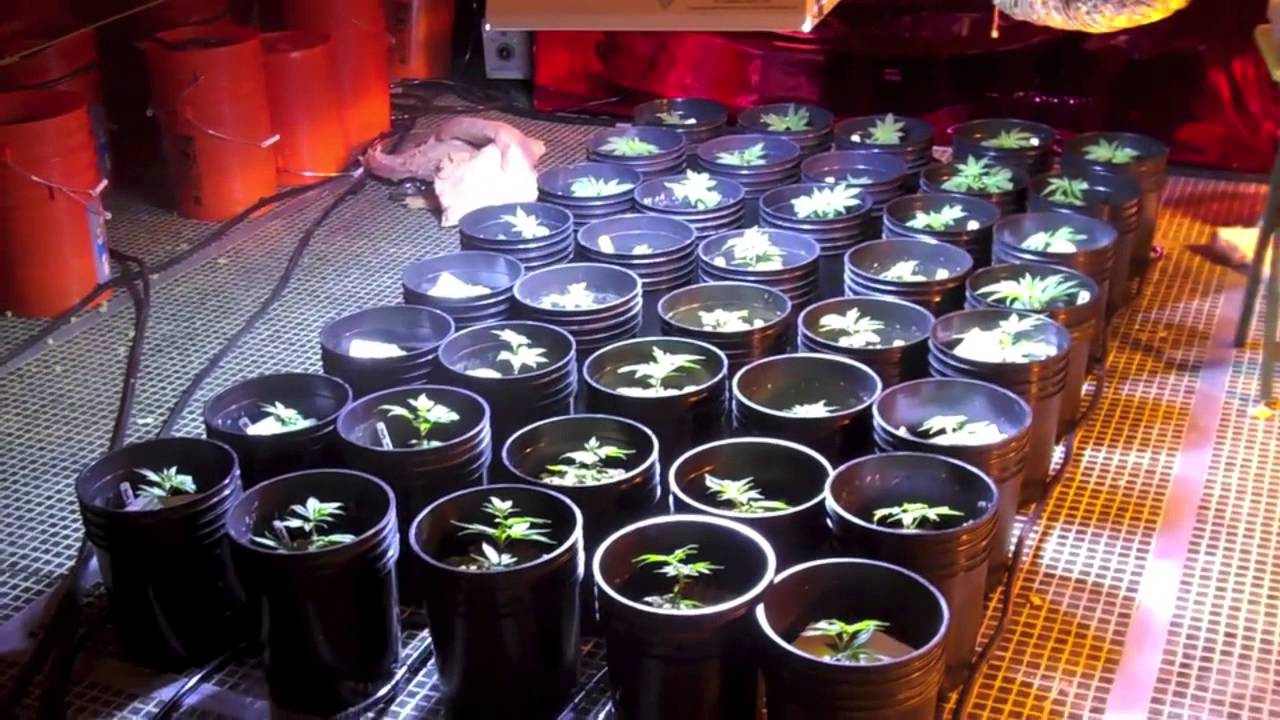 5000w on movers, 3 strain ep4-14, SCROG, NO Co2, Heavy 16 vs CropDoc Holy Grail