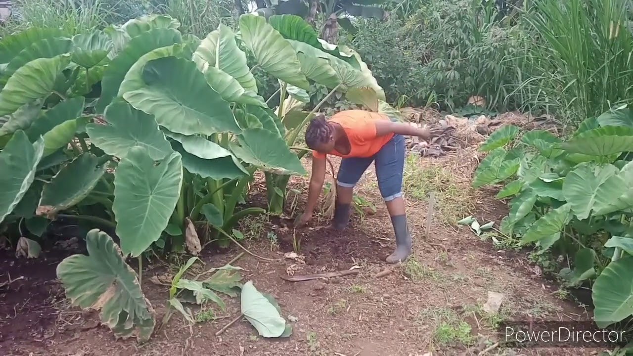 HOW TO PLANT ARROW ROOTS *NDUMA*