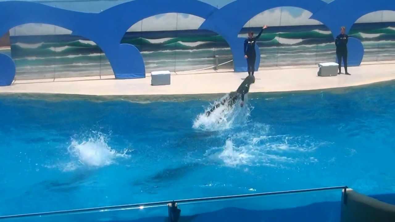 Gulf World Marine Park Dolphin Show - Panama City Beach, FL