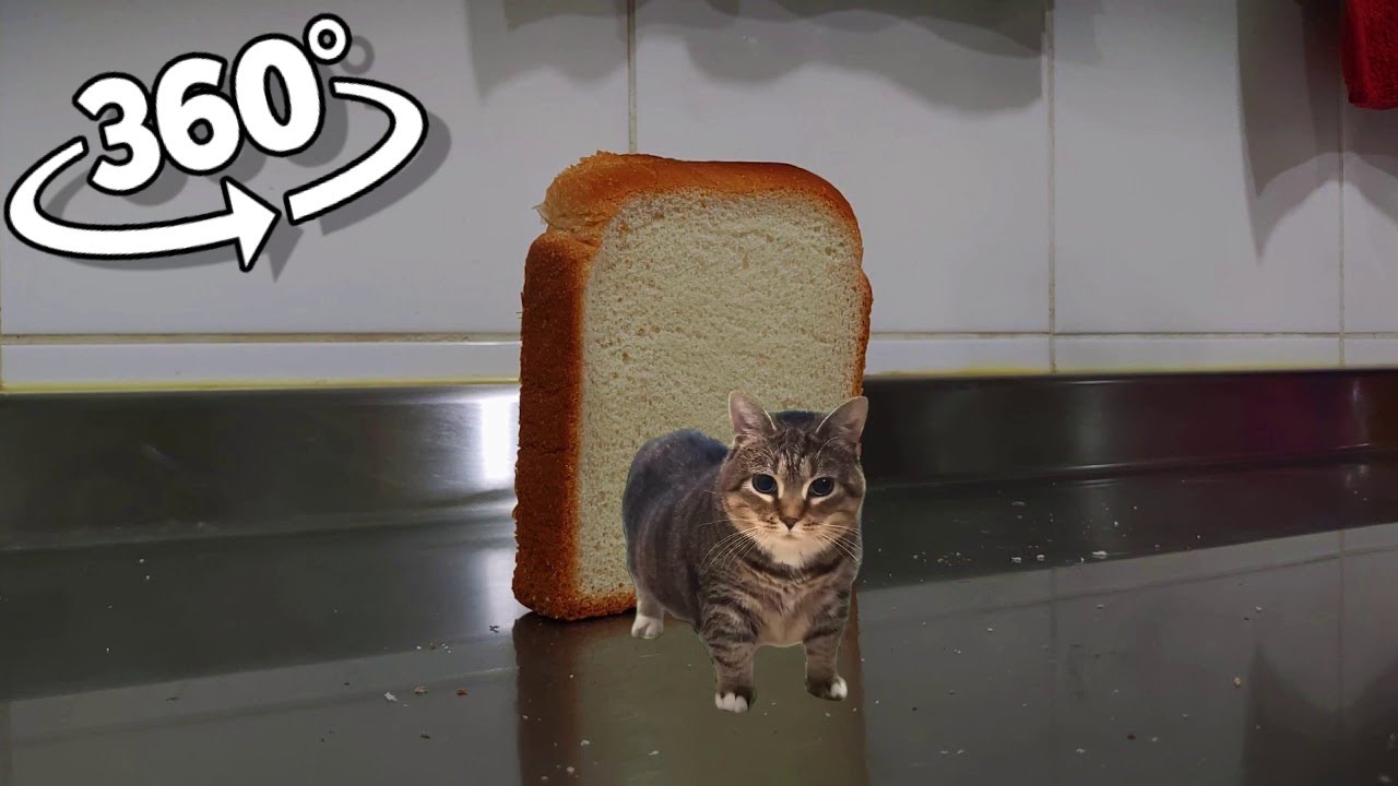 Toast falling over W&W - OIIA OIIA (Spinning Cat) | 360&deg; VR Video