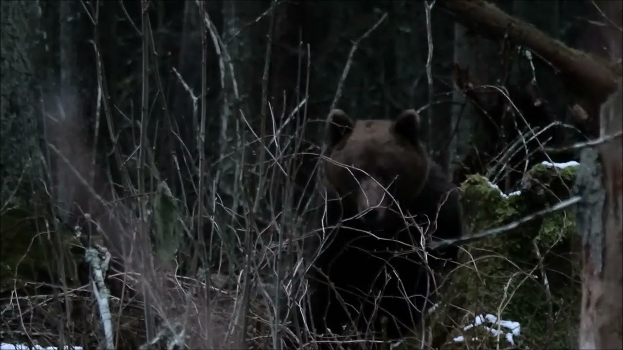 Karu hoiatabUrsus arctos Tarumaa Alutaguse Virumaa Estonia 24 04 2024