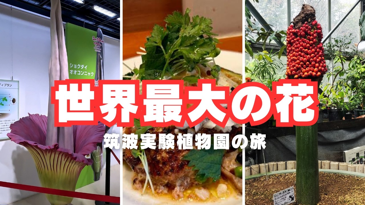 【筑波実験植物園と絶品ハンバーグの旅】世界最大の花ショクダイオオコンニャクを見た！