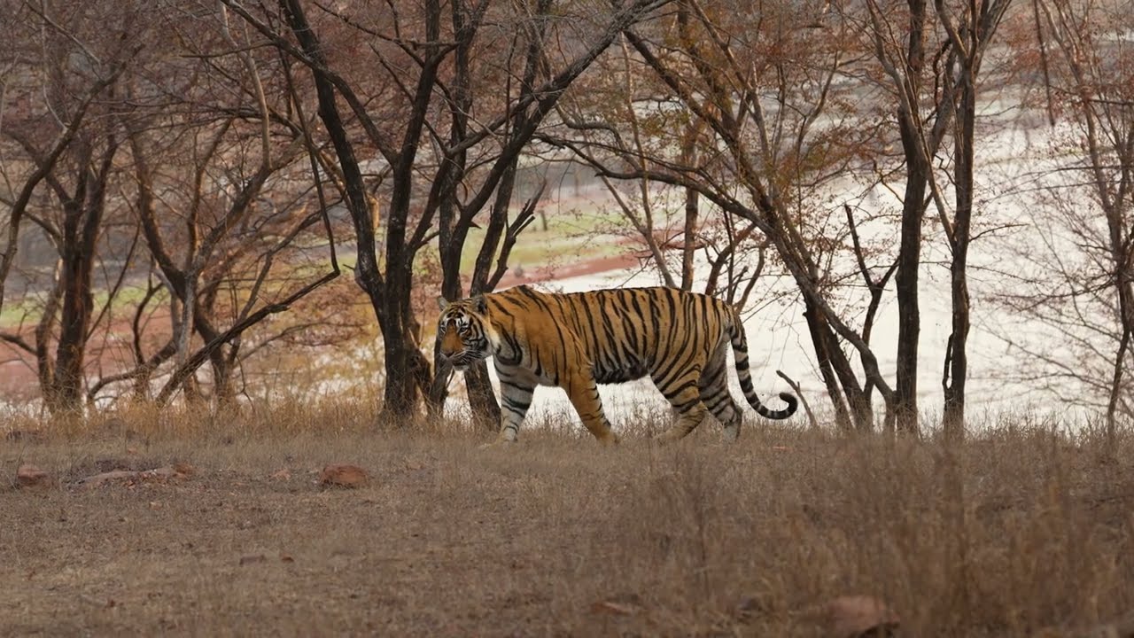 Ranthambore: The Land of Tigers 🐅 | India’s Wild Royal Kingdom