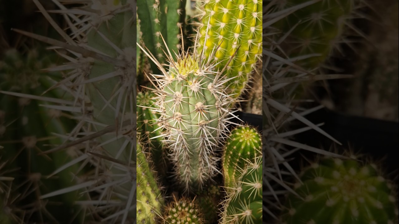 Cactus Greenhouse Update #cactus #flowers #nature #gardening #cactusjerk