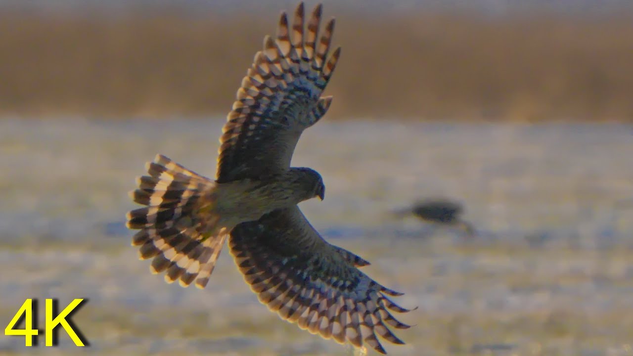 Kornweihe Winter '23/'24    Hen Harriers Winter '23/'24