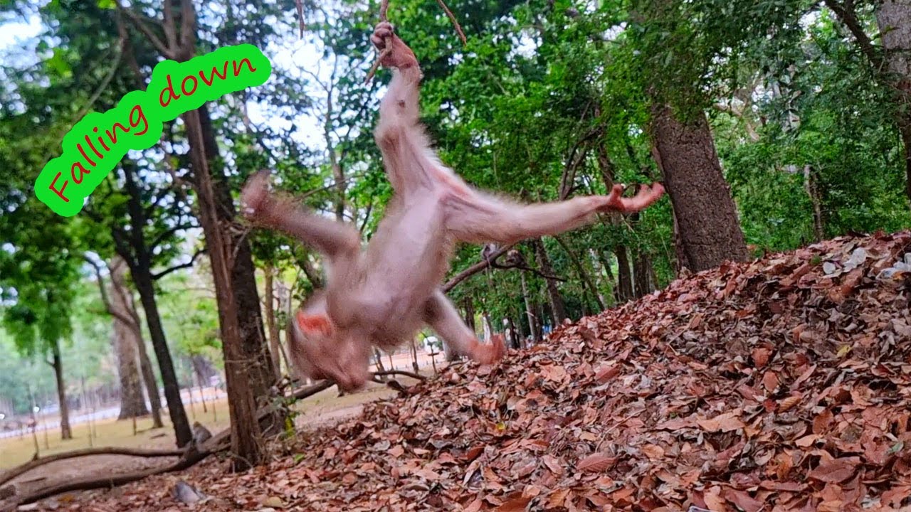 Oh NO..! Baby Lily falling down from tree while she playing with Rainbow | Rainbow so careless why?