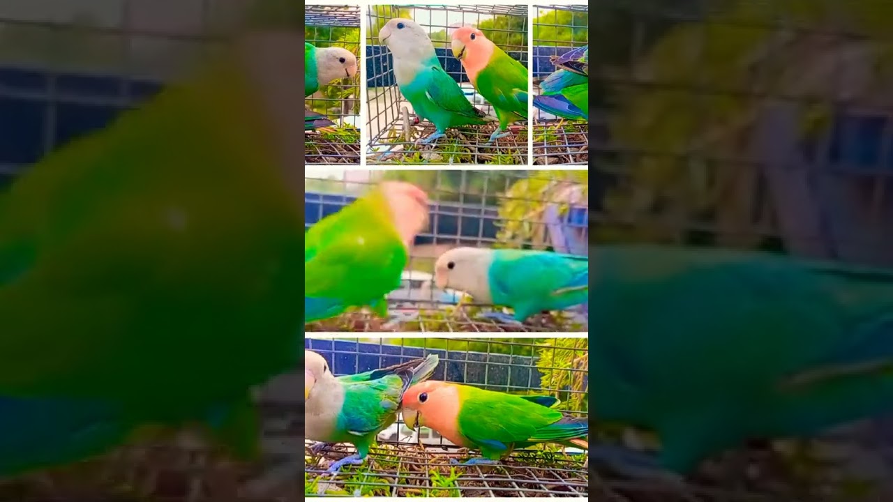African Lovebirds/Aqua opaline /Green opaline/Peachface Lovebird ❤️ #africanlovebirds #lovebirds