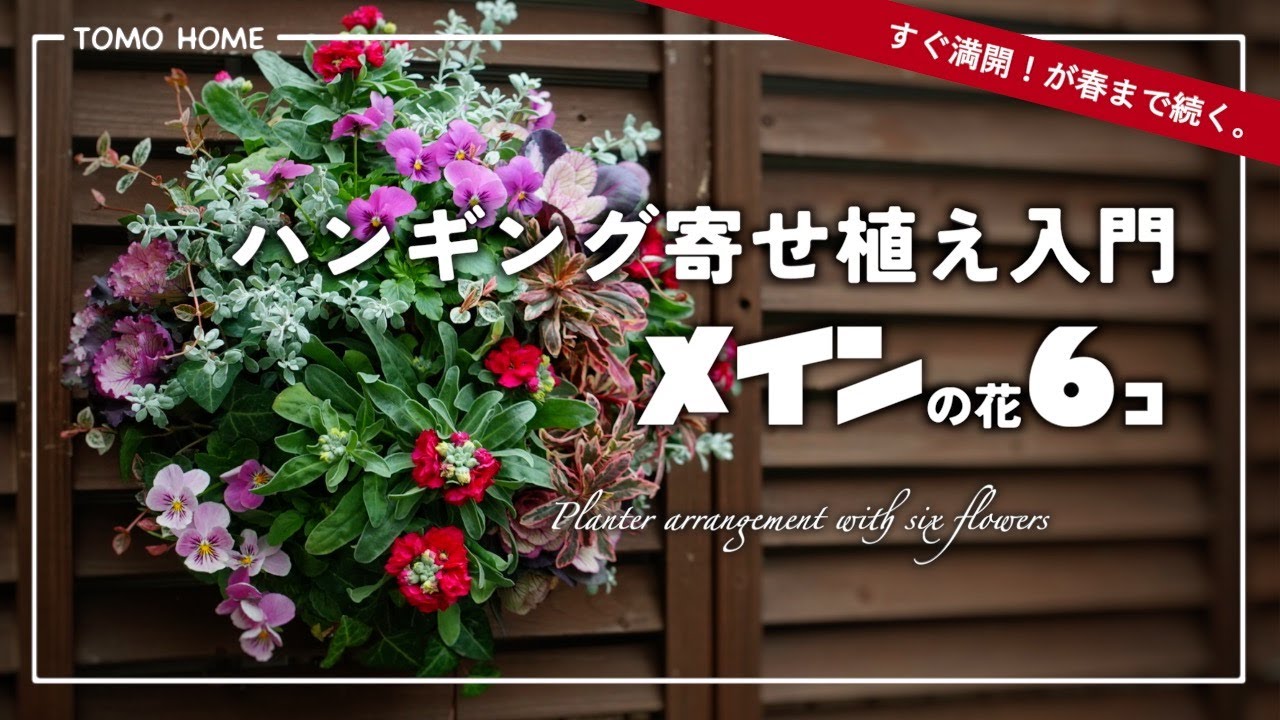【ビオラ】春まで楽しむハンギングの作り方・簡単にできる寄せ植え【ストック】