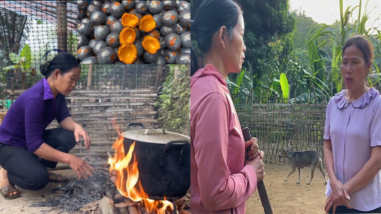 Meet the old woman’s daughter-in-law, go to the forest to pick delicious fruits to sell