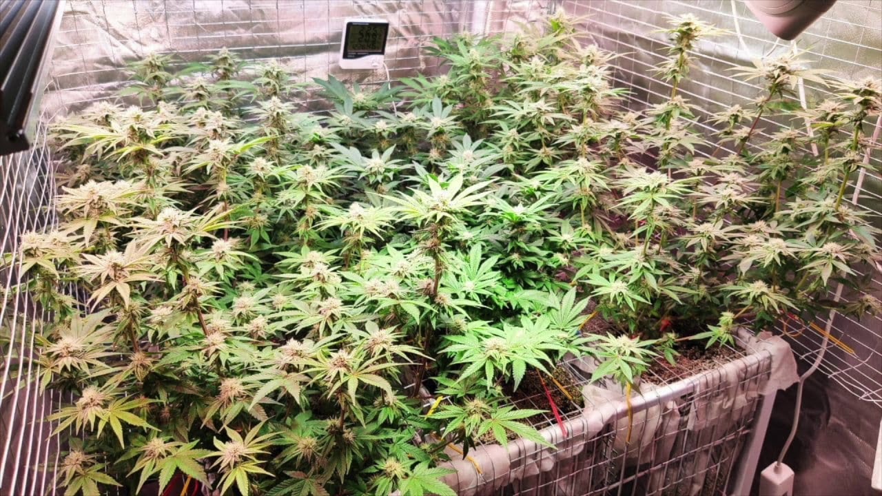 Dzagi Grow Cup Video by Monky.