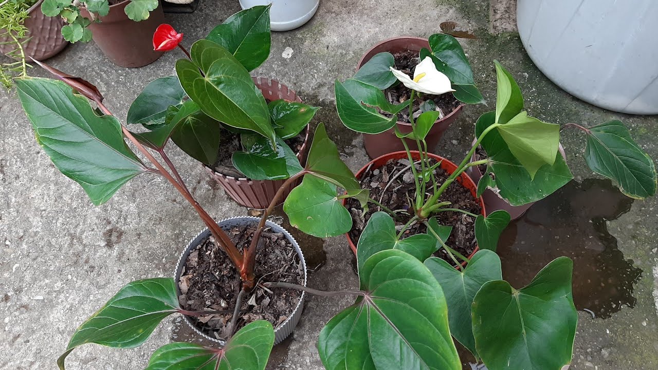 Trasplante de nuevos anturios en el jardín 🍃 #jardinería #plantasdeinterior