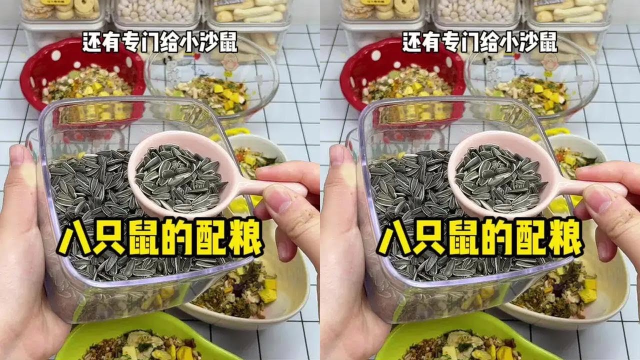 八只鼠的添粮时间！新成员的名字大家觉得咋样嘞嘿嘿！#仓鼠 #金丝熊