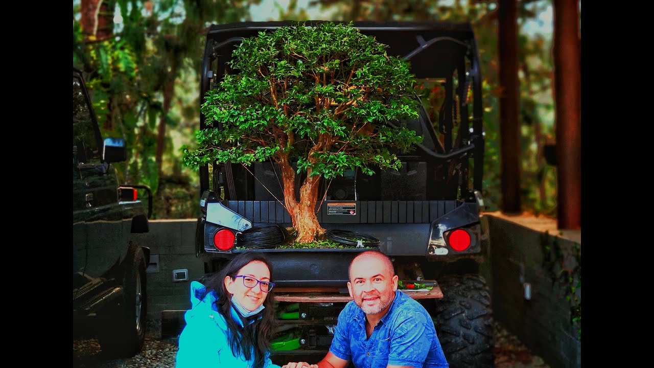 ARTEVIVO bonsái guayabo jaboticaba estilo hokidachi comienzo #bonsai #bonsaicolombia #bonsailovers