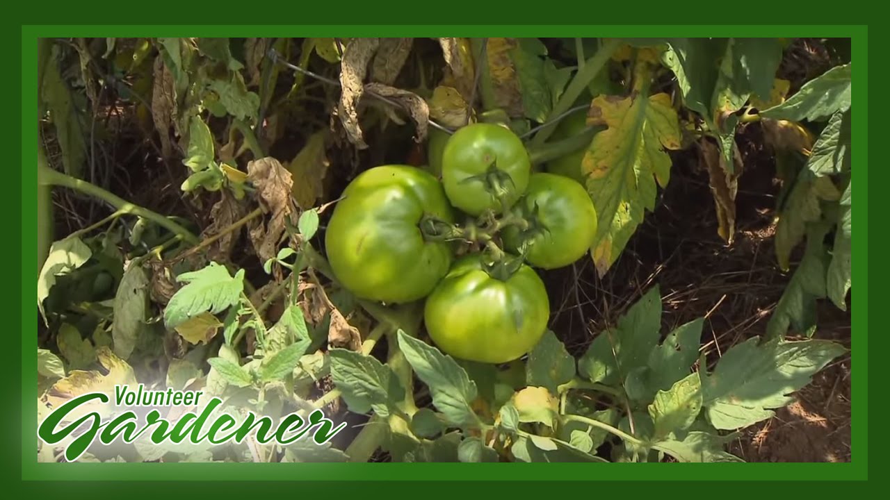 Common Problems with Tomatoes, Squash, Cucumbers | Volunteer Gardener