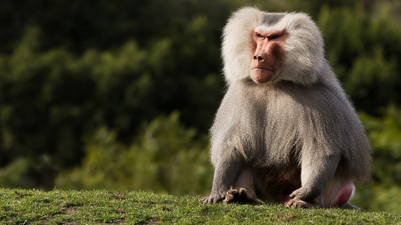 10 Wild Animals in Saudi Arabia