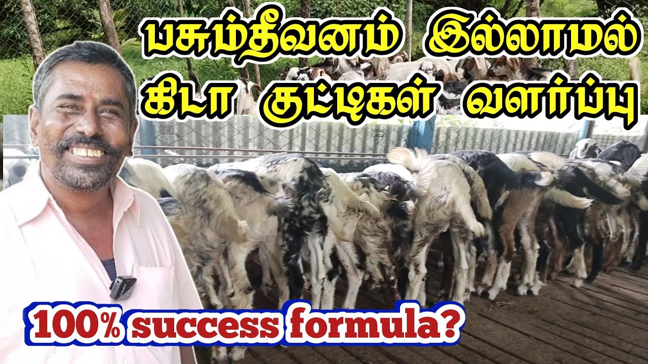 100% லாபம் தரும் கிடா குட்டிகள் வளர்ப்பு / 6மாத வளர்ப்பு மட்டும்/ இதுதான் பெஸ்ட்