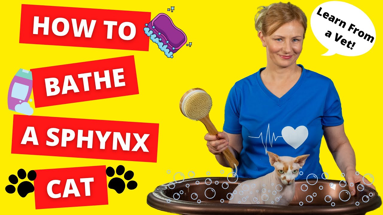 How To BATHE a SPHYNX CAT BY YOURSELF (Vet Demonstrates)